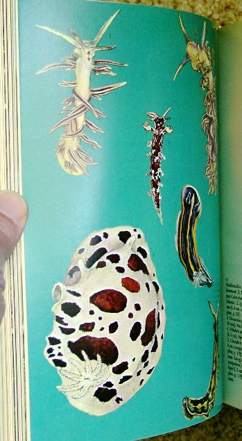 Grzimeks ENCYCLOPEDIA MOLLUSCS/ECHINODERMS 1974 L@@K  