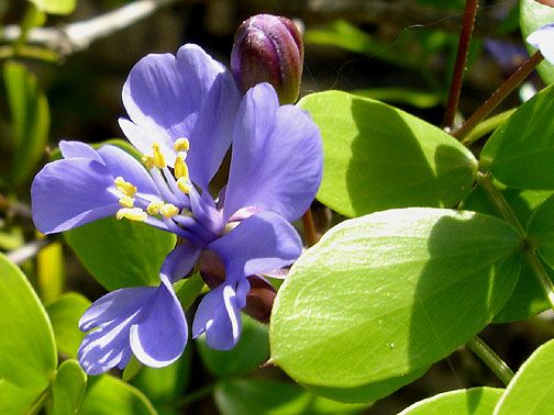 Guaiacum officinale LIGNUM VITAE, Tree of Life ~SEEDS~  