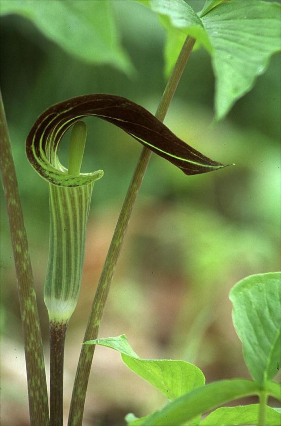    PULPIT~Seeds~~~~~Stunning in Your Shadey Woodland Garden  