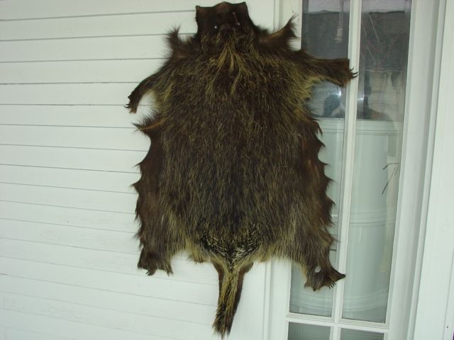 Porcupine Pelt w/f4ft. clws taxidermy hide skin quills  