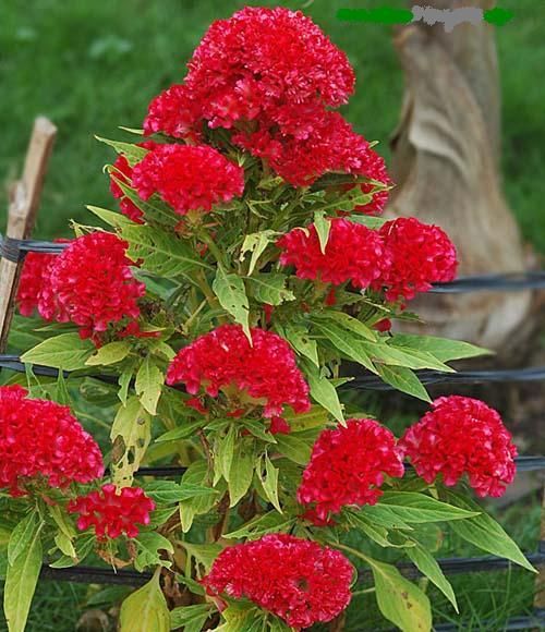 Celosia Cristata Toreador/ Cockscomb SEEDS F 83  