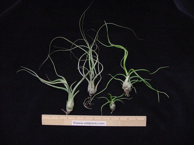 Airplant/Tillandsia 4 Different Bulbous Species  