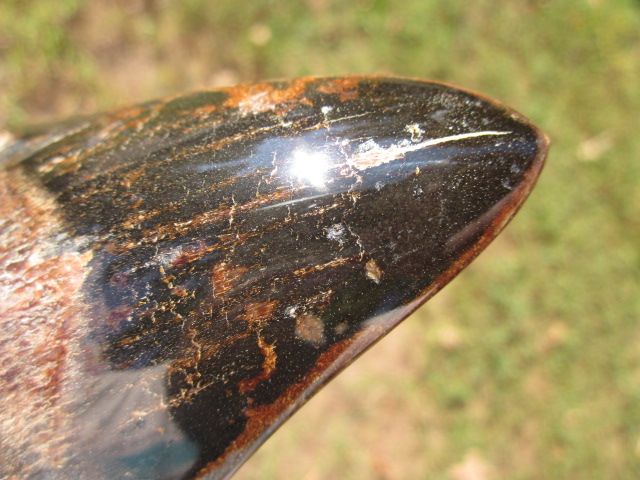   SHARK Tooth Fossil Teeth Megladon South Carolina SC SCUBA USA  