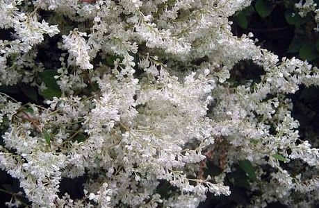 SILVER LACE VINE   Cloud of white waves 15 seeds  