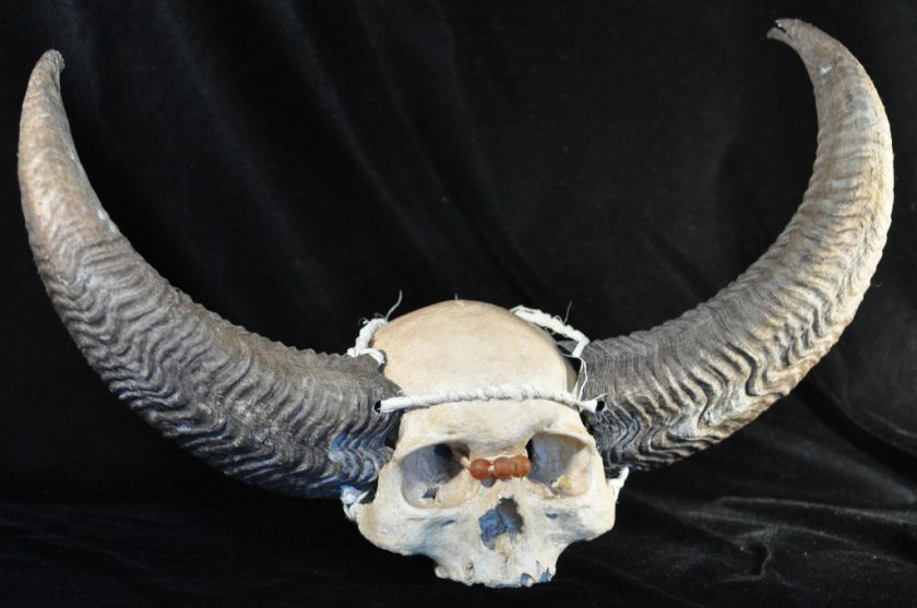 Naga Tribe Human Trophy Skull Reproduction~  
