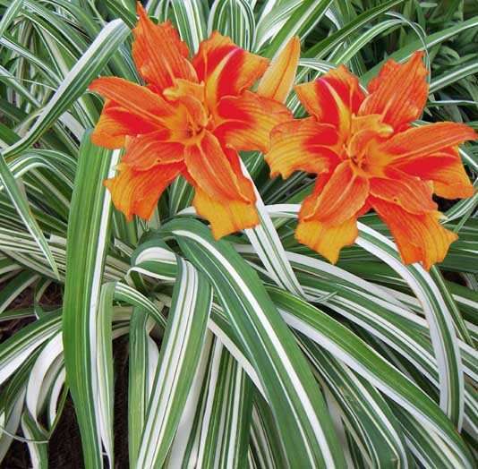 plants shipping daylily abbreviations xxxxx hybridizer year 