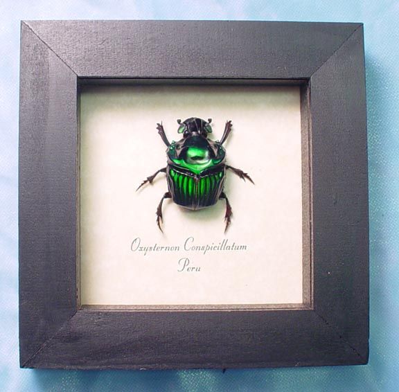 RARE METALLIC GREEN DEVIL REAL FRAMED SCARAB BEETLE 2520m  