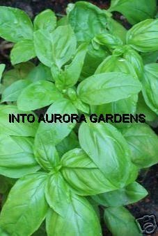 50 Sweet Basil Organic Seeds Italian Herb Fragrant  