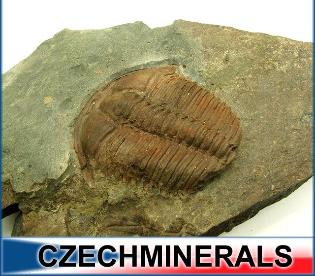 FOSSIL CZECH TRILOBITE   Conocoryphe sulzeri (bonded)  