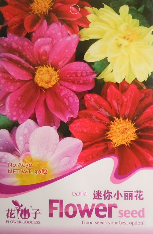 A030 Flower Red Yellow Dahlia/Dahlia Pinnata Seed Pk C  