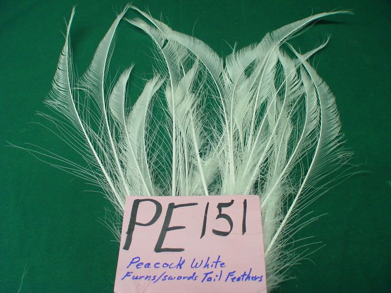 25 WHITE PEACOCK FURNS/SWORDS TAIL FEATHERS (PE151)  