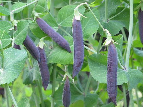 BLAUWSCHOKKER PEA~Seed~~~Deep Purple Pods  