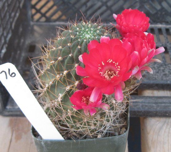 Lobivia aculeata Multi Stem Pink Red Flowers Cactus 76  