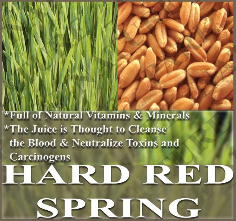 Wheat Sprout seeds HARD RED SPRING ~ Wheat Grass Juice  