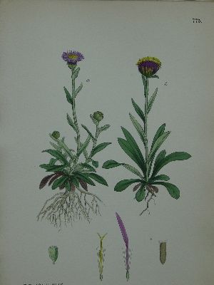 1888 Sowerby ENGLISH BOTANY 183 H/C Plates COMPOSITAE  