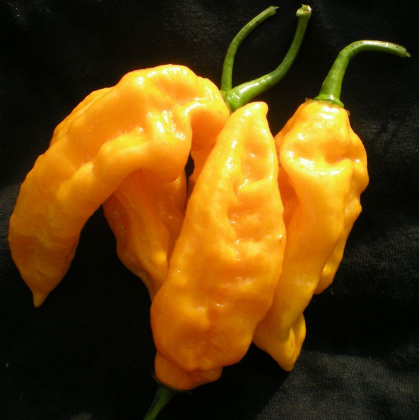 YELLOW BHUT JOLOKIA (5) SEEDS ********  