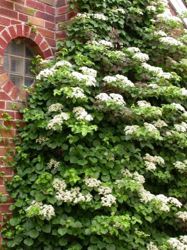 Climbing Hydrangea anomala petiolaris, Vine Seeds  