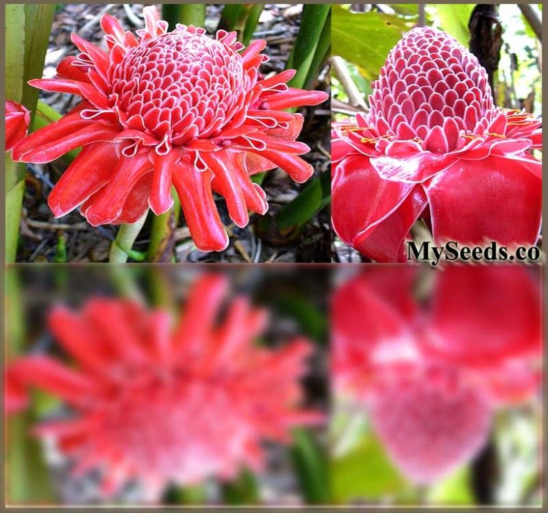 EXOTIC RED Torch Ginger PLANT seeds GREENHOUSE & INDOOR  